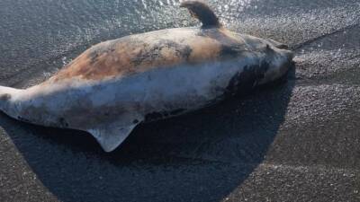 Düzce’nin Akçakoca ilçesinde sahilde ölü yunus bulundu. Akçakoca ilçesi Çayağzı
