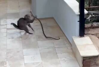 Antalya’nın Alanya ilçesinde sokak kedisi ile yılan arasında yaşanan ilginç