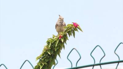 ANTALYA (AA) – Antalya’nın Boğaçayı bölgesinde, yaklaşık 4 yıllık çalışma