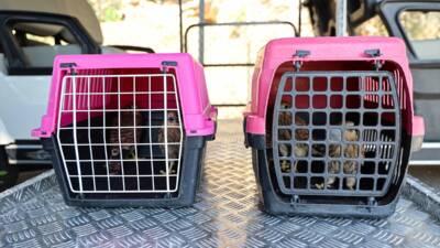 ANTALYA (AA) – Antalya’da doğal yaşam parkına getirilen 5’i yavru