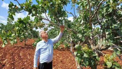 Gaziantep’te Antep fıstığı hasadında yüzde 50 düşüş bekleniyor. 2024 yılı