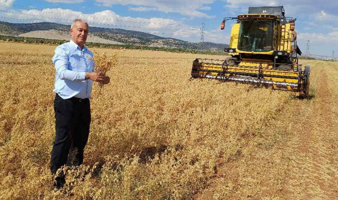Gaziantep’in Araban ilçesinde 35 bin dönüm alanda üretimi yapılan nohut
