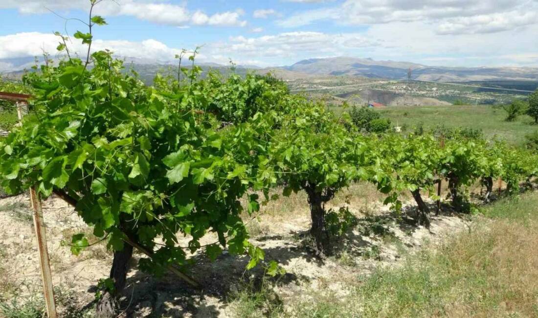 Malatya’nın Arapgir ilçesinde Nisan ayında etkili olan zirai don, başta