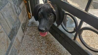 Hatay’da kafasını demir korkuluğa sıkıştıran köpeği itfaiye kurtardı. Arsuz ilçesi