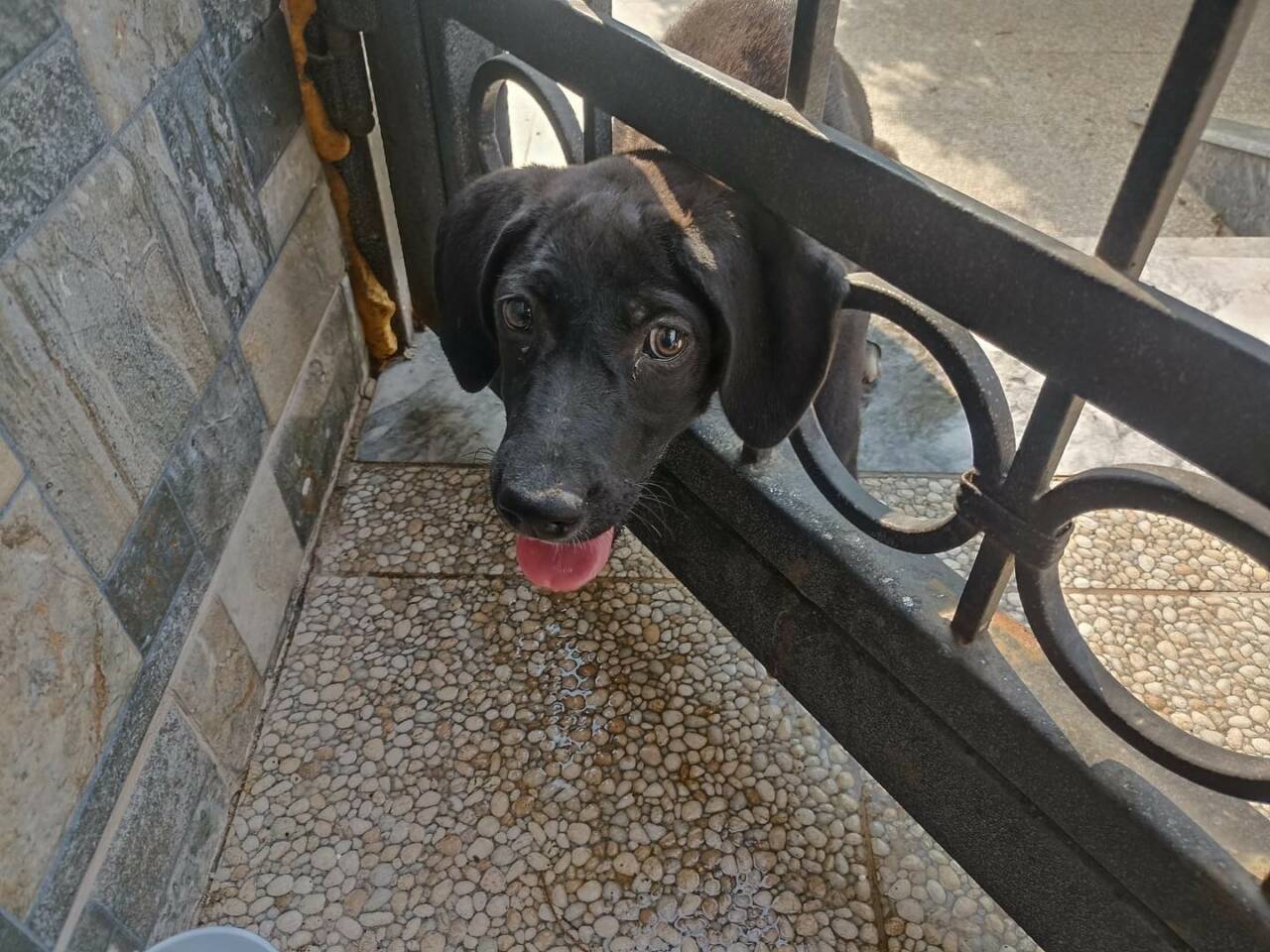 Hatay’da kafasını demir korkuluğa sıkıştıran köpeği itfaiye kurtardı. Arsuz ilçesi