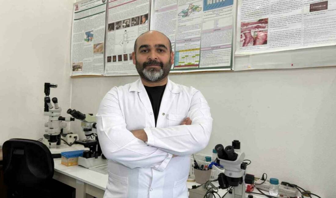 Türkiye’de ilk kez görülen Asya uzun boynuzlu kenesinin şu an