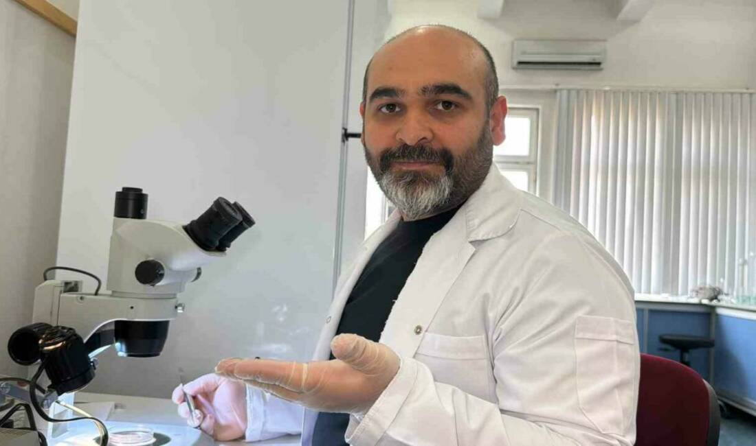 Türkiye’de ilk kez tespit edilen Asya uzun boynuzlu kenesi, erkek