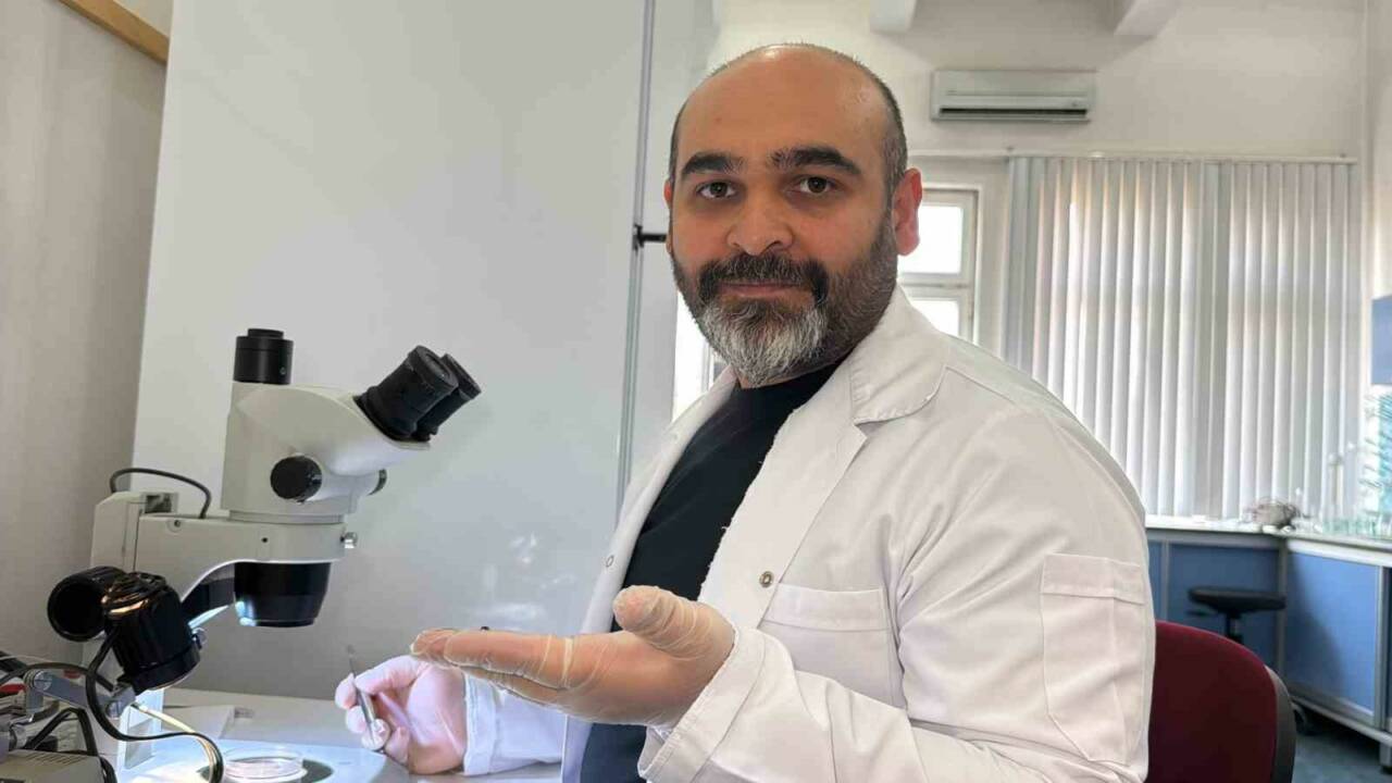 Türkiye’de ilk kez tespit edilen Asya uzun boynuzlu kenesi, erkek