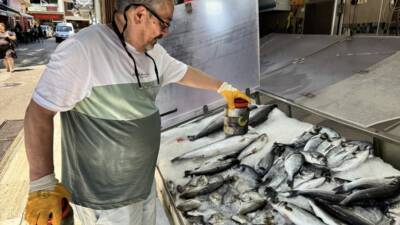 SİNOP (AA) – Sinop’ta av sezonunda balıkçılar tarafından avlanarak lakerda