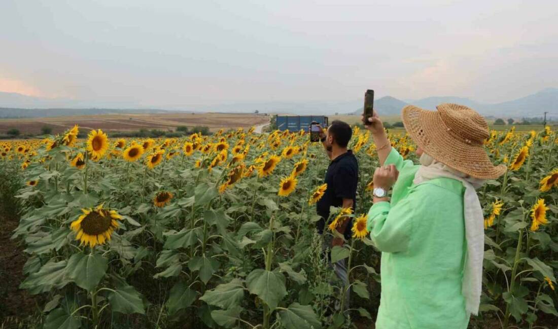 Adana’da ayçiçek tarlaları görsel şölen sunmaya başlarken doğa ve fotoğraf