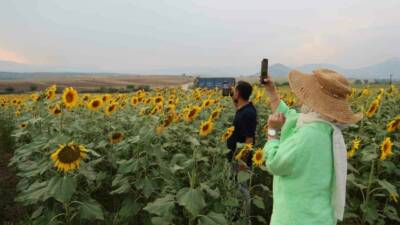Adana’da ayçiçek tarlaları görsel şölen sunmaya başlarken doğa ve fotoğraf