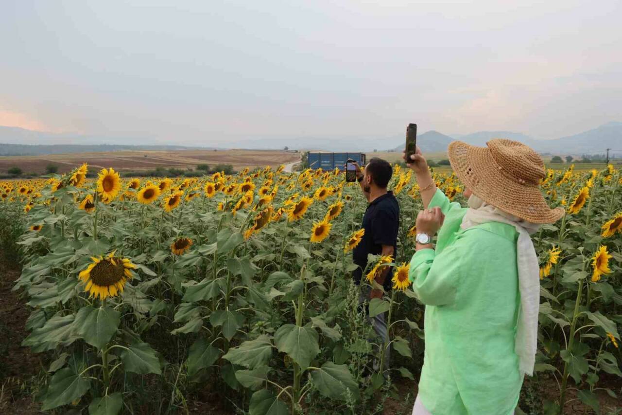 Adana’da ayçiçek tarlaları görsel şölen sunmaya başlarken doğa ve fotoğraf