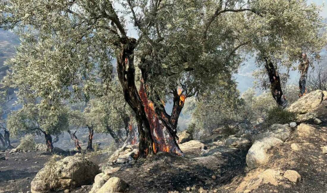 Aydın’ın Efeler ilçesine bağlı Savrandere mevkii yakınlarında zirai alanda çıkan