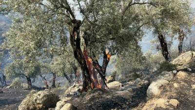 Aydın’ın Efeler ilçesine bağlı Savrandere mevkii yakınlarında zirai alanda çıkan