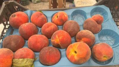 Denizli’de geçtiğimiz günlerde bahar aylarında soğuklardan etkilenen meyve ağaçlarındaki verimin