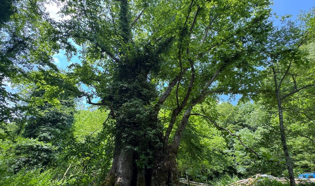 BARTIN (AA) – Bartın’da yaklaşık 500 yıllık olduğu tahmin edilen
