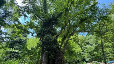 BARTIN (AA) – Bartın’da yaklaşık 500 yıllık olduğu tahmin edilen