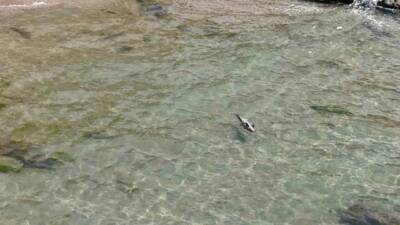 Bartın’ın Amasra ilçesinde yaralı yunus karaya vurdu. Amasra ilçesinde bulunan