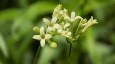 Bartın Üniversitesinden (BARÜ) Doç. Dr. Bilge Tunçkol ve ekibi tarafından