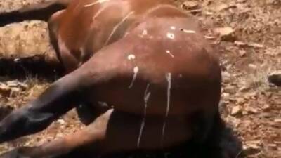 Batman’ın Raman Dağı eteklerindeki Yakıtlı köyü mevkiinde 5 yaban atının