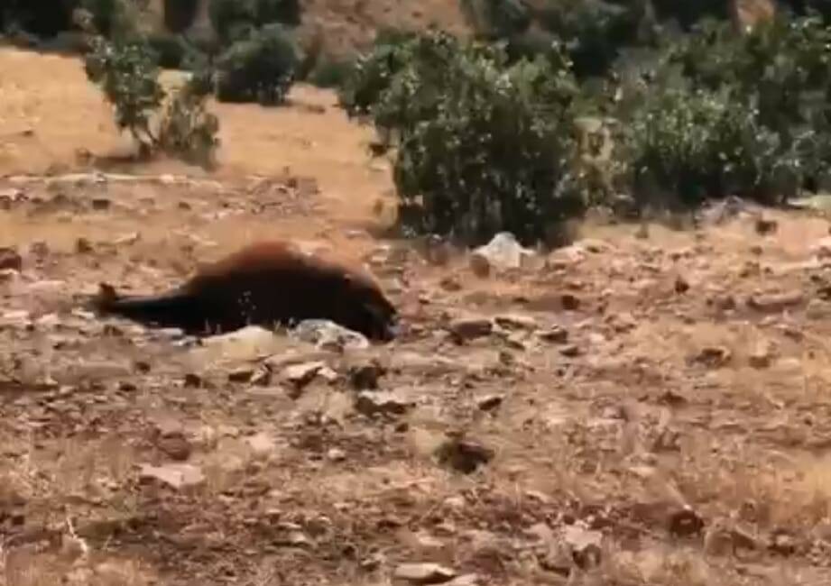 Batman’ın Raman Dağı eteklerinde bulunan Yakıtlı köyü kırsalında vurularak öldürülen