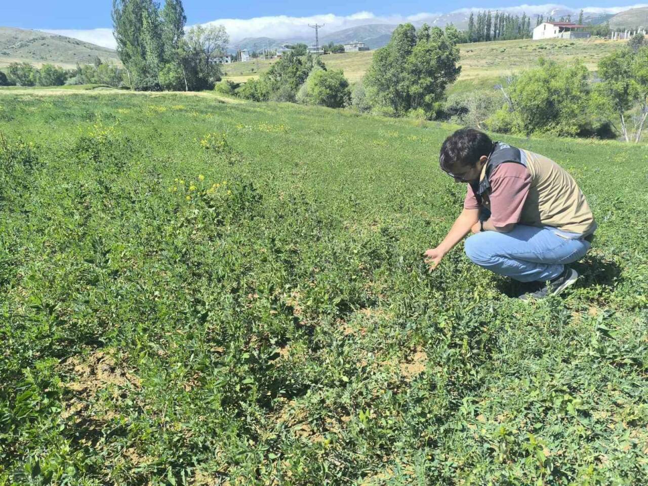 Bayburt’un Yapracık, Yanoba, Kılıçkaya ve Çiğdemlik köylerinde yem bitkisi ekiliş