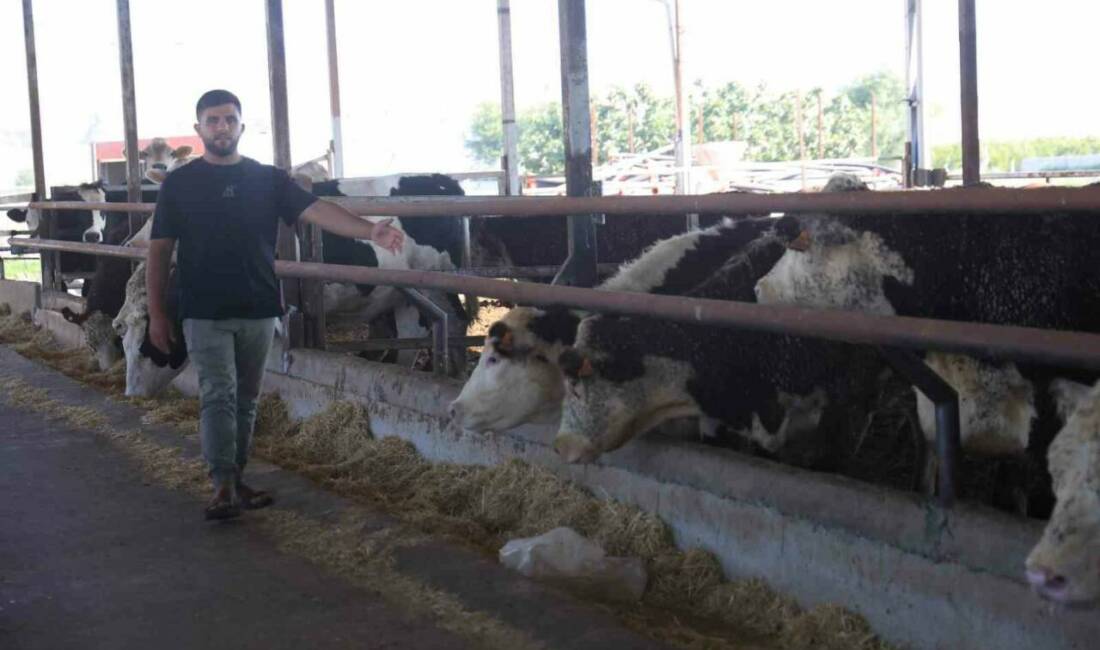 Hatay’da besicilik yapan İbrahim Yumuşak, yurt dışından getirerek besisine sevkini