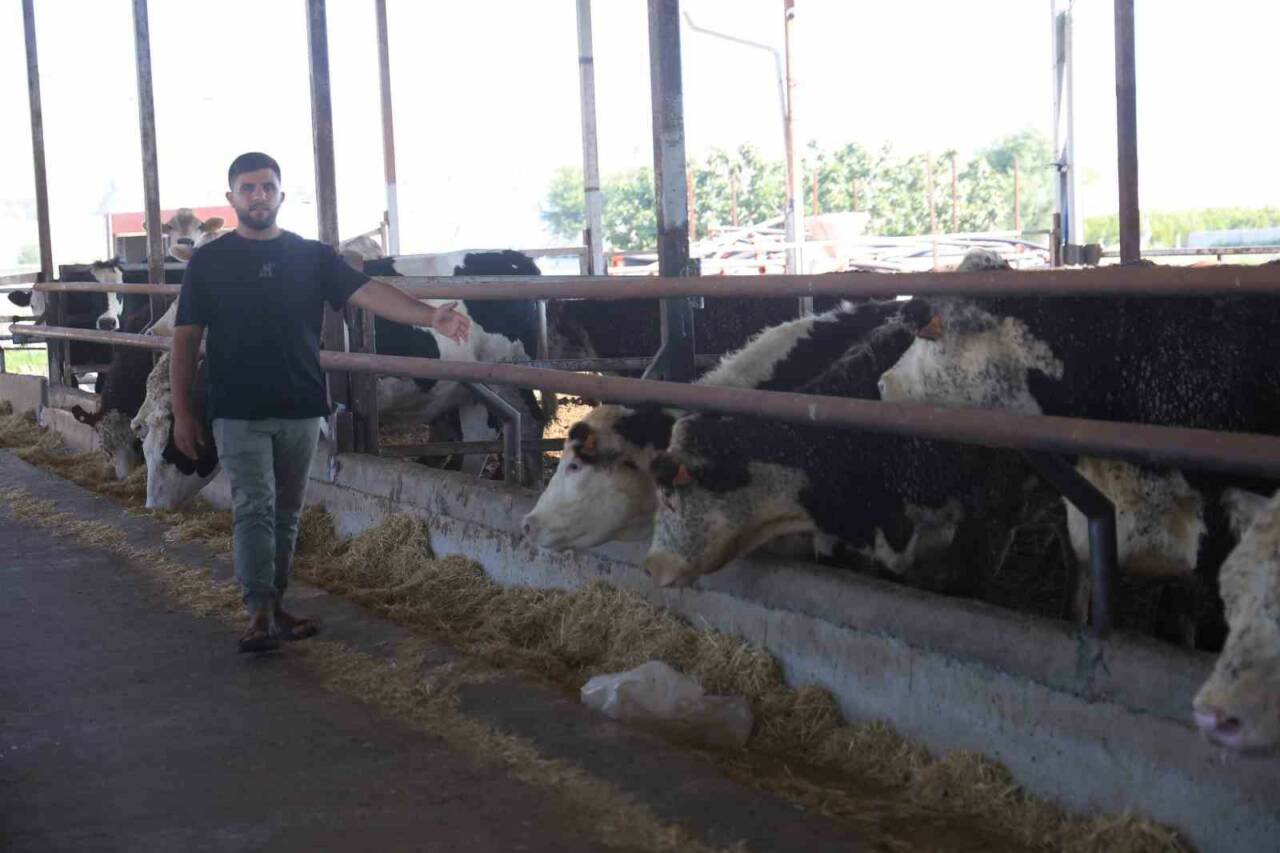 Hatay’da besicilik yapan İbrahim Yumuşak, yurt dışından getirerek besisine sevkini