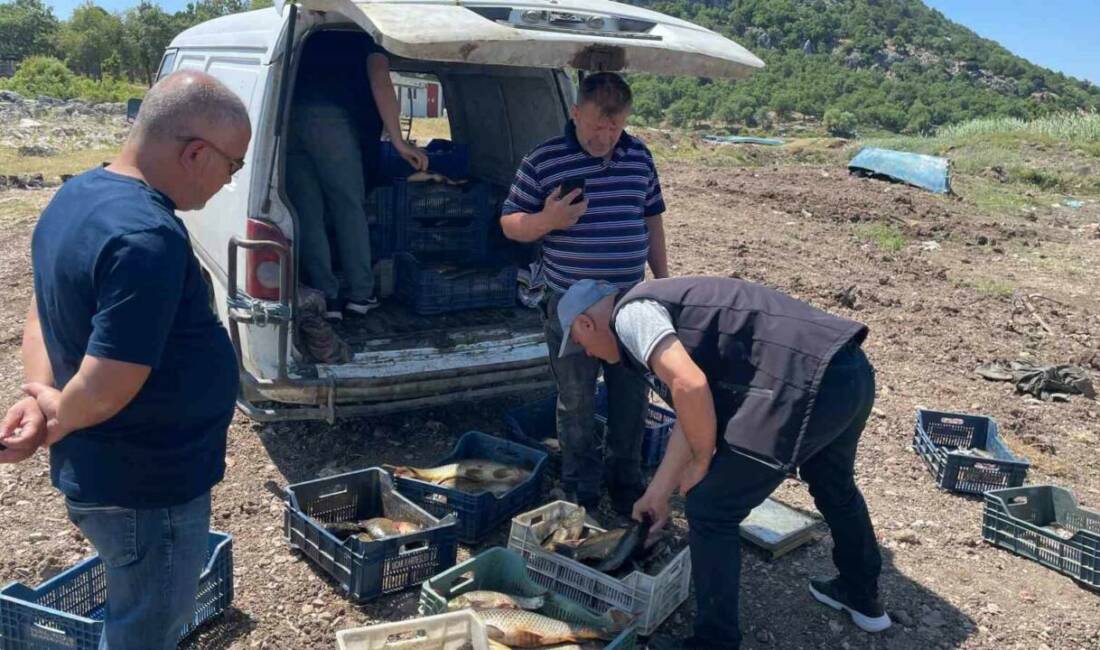 Konya’nın Beyşehir ilçesinde yer alan göl ve göletlerde yeni balık