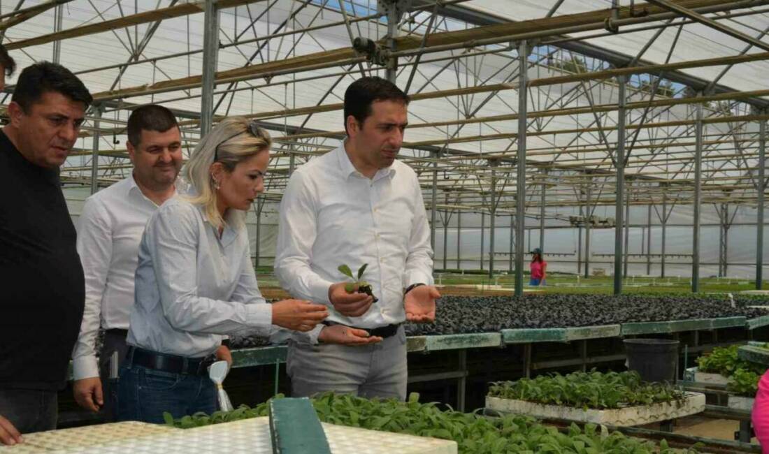 Bilecik’in Söğüt ilçesinde tarımsal üretimi çeşitlendirmek amacıyla başlatılan “Enginar Fide”