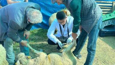 Bilecik’te kurban satış pazarında hayvanlara gebelik testi yapılıyor, kurbanlık vasfını