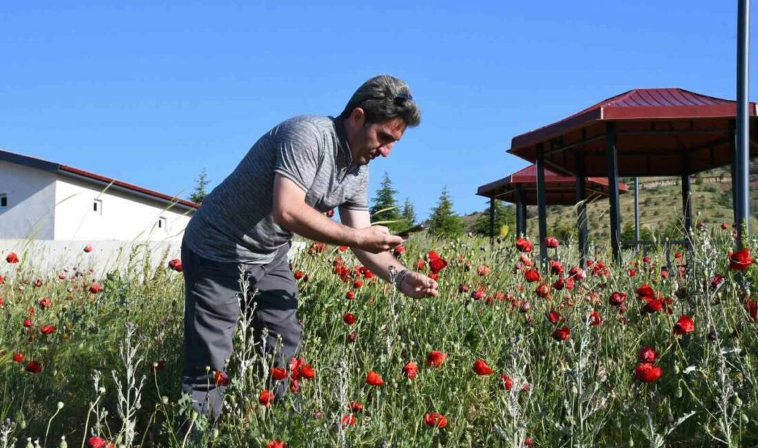 Türkiye’nin birçok bölgesinde kendiliğinden yetişen ve adını geleneksel Türk gelinliklerinin