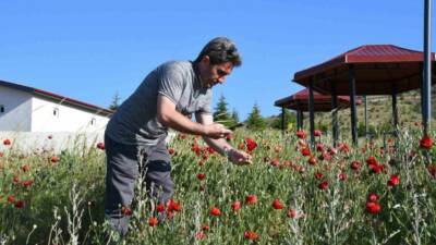 Türkiye’nin birçok bölgesinde kendiliğinden yetişen ve adını geleneksel Türk gelinliklerinin