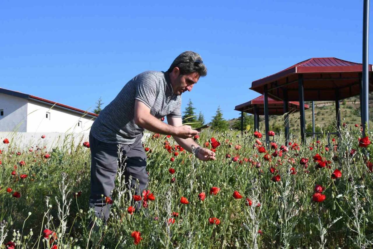 Türkiye’nin birçok bölgesinde kendiliğinden yetişen ve adını geleneksel Türk gelinliklerinin