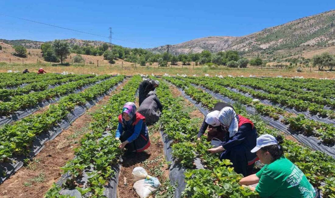 Konya’nın Bozkır ilçesinde, İlçe Tarım ve Orman Müdürlüğü teknik personeli,
