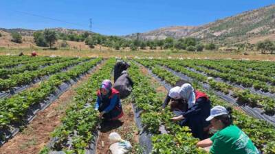 Konya’nın Bozkır ilçesinde, İlçe Tarım ve Orman Müdürlüğü teknik personeli,