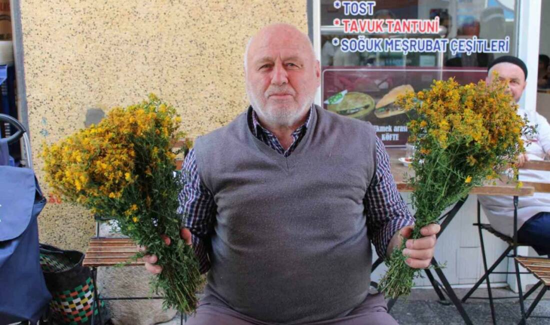Aydın’ın dağlarında kendiliğinden yetişen sarı kantaron bitkisini vatandaşlar sağlık için