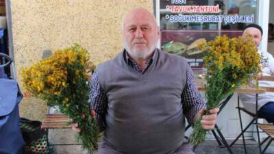 Aydın’ın dağlarında kendiliğinden yetişen sarı kantaron bitkisini vatandaşlar sağlık için