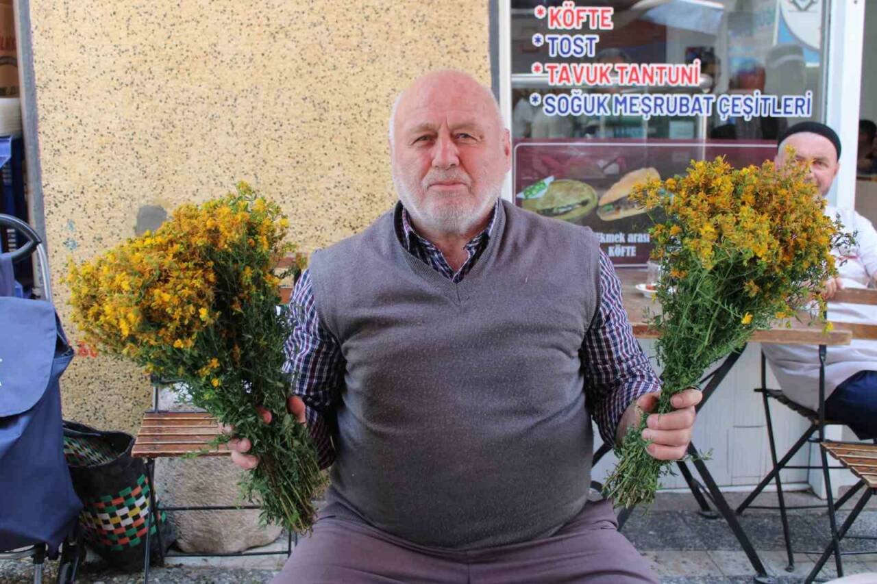 Aydın’ın dağlarında kendiliğinden yetişen sarı kantaron bitkisini vatandaşlar sağlık için