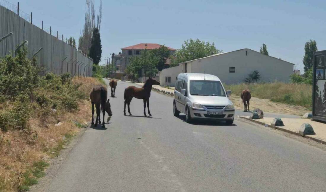 Tekirdağ Süleymanpaşa’da başıboş atlar, şehir içinde gezintiye çıktı, sürücüler neye