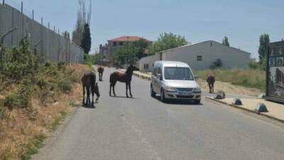 Tekirdağ Süleymanpaşa’da başıboş atlar, şehir içinde gezintiye çıktı, sürücüler neye