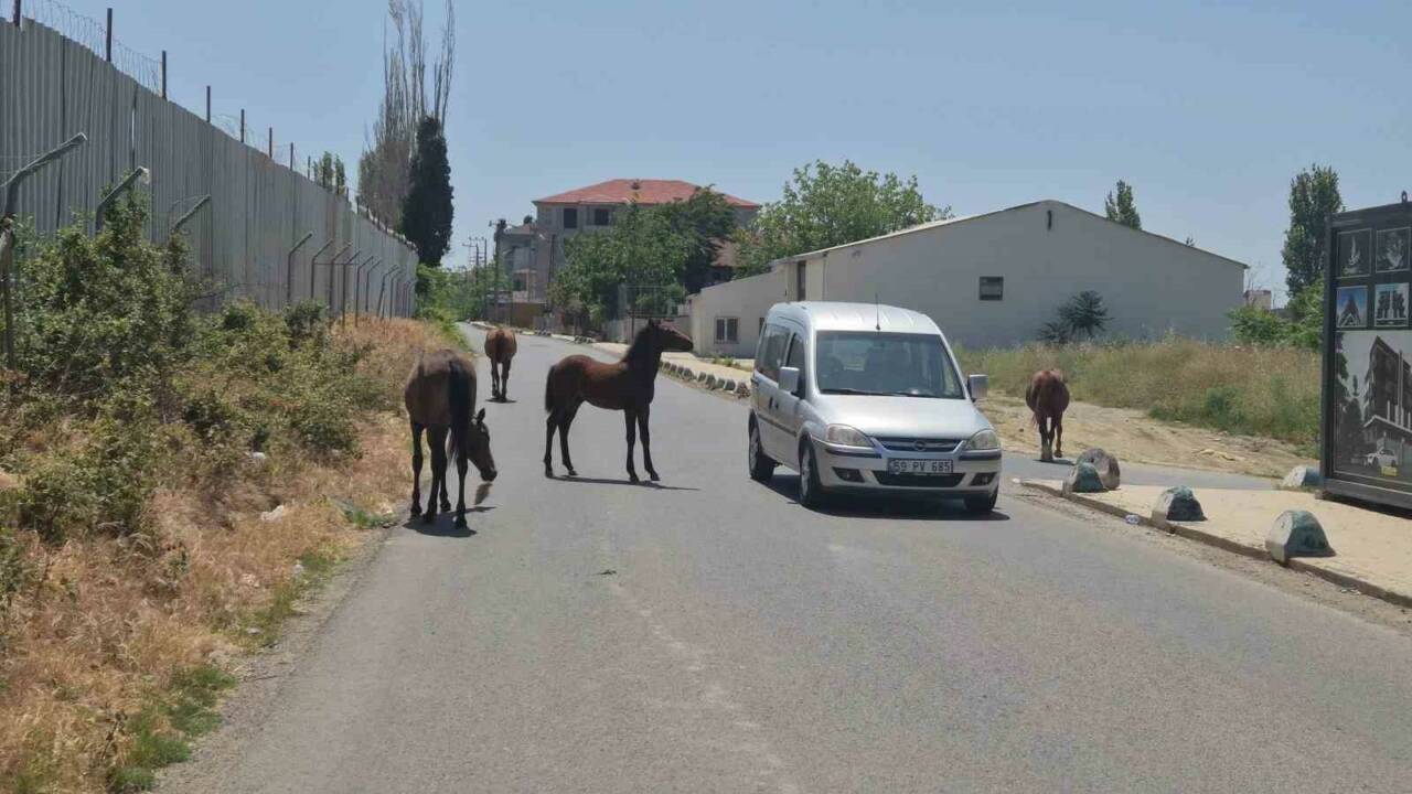 Tekirdağ Süleymanpaşa’da başıboş atlar, şehir içinde gezintiye çıktı, sürücüler neye