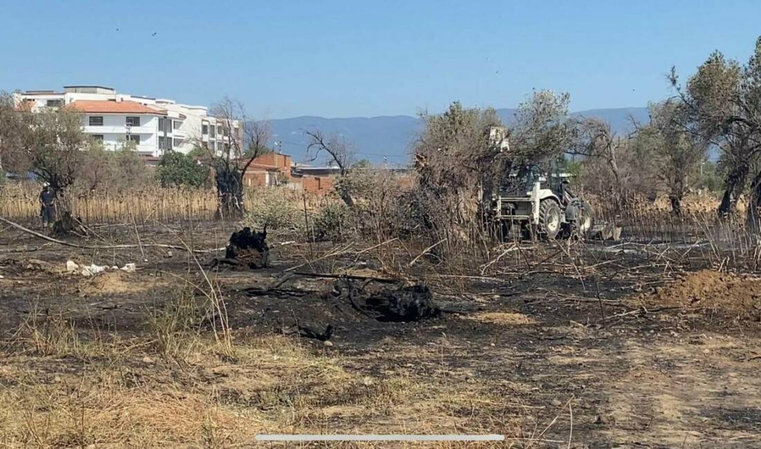 Balıkesir’in Burhaniye ilçesinde, otobüs terminalinin arkasındaki zeytinlik alanda çıkan yangında