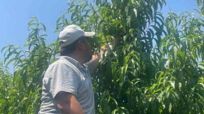 Geçen yıl dalında 18-20 liraya satılan Bursa şeftalisini bu yaz