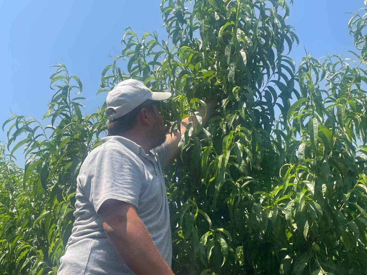 Geçen yıl dalında 18-20 liraya satılan Bursa şeftalisini bu yaz