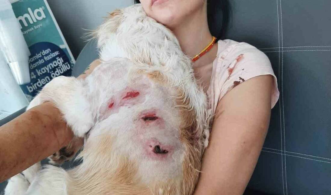 Bursa’nın Nilüfer ilçesinde genç bir kadın ve gezdirmeye çıkardığı köpeği;