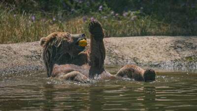 - Karacabey ilçesindeki barınakta kış uykusundan çıktıktan sonra metabolizmaları hızlanan