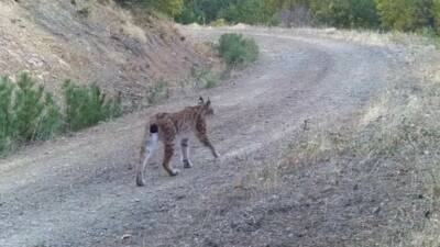 Çankırı’da doğaya yerleştirilen fotokapanlar ile nesli tükenme tehlikesi altındaki vaşak