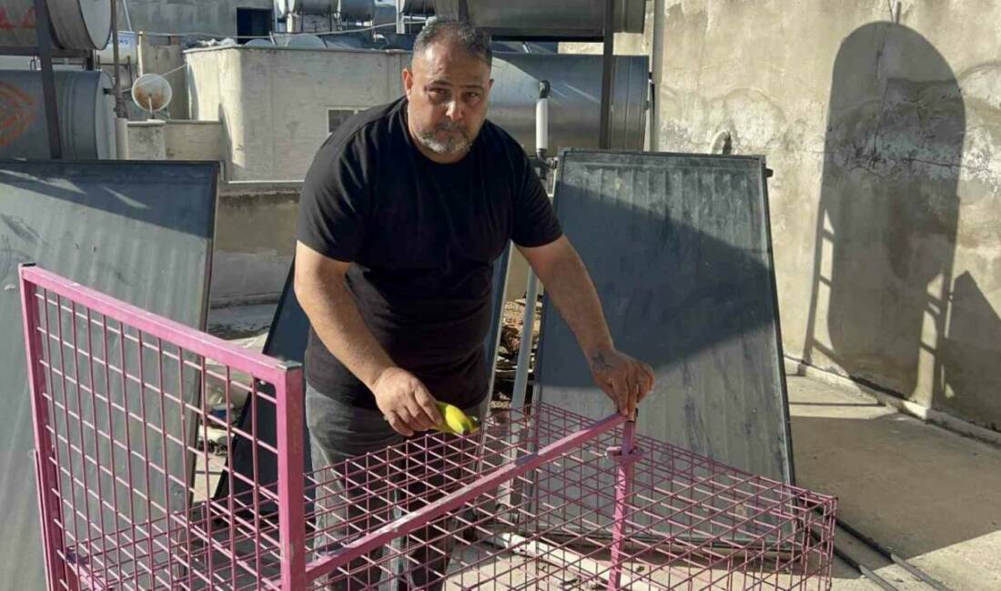 Mersin’in Tarsus ilçesinde son bir aydır pencerelerde ve damlarda gezip