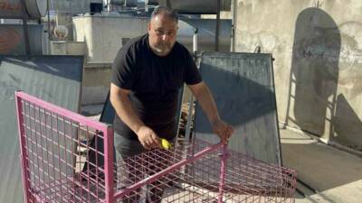 Mersin’in Tarsus ilçesinde son bir aydır pencerelerde ve damlarda gezip